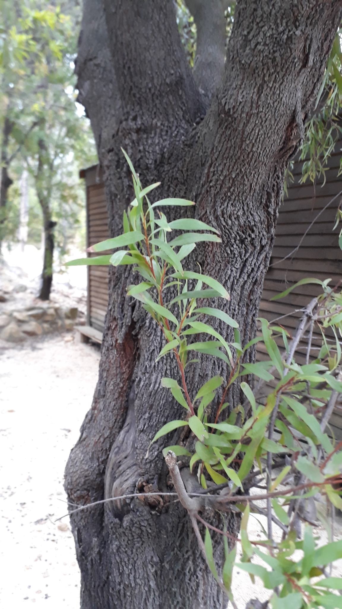Hakea salicifolia