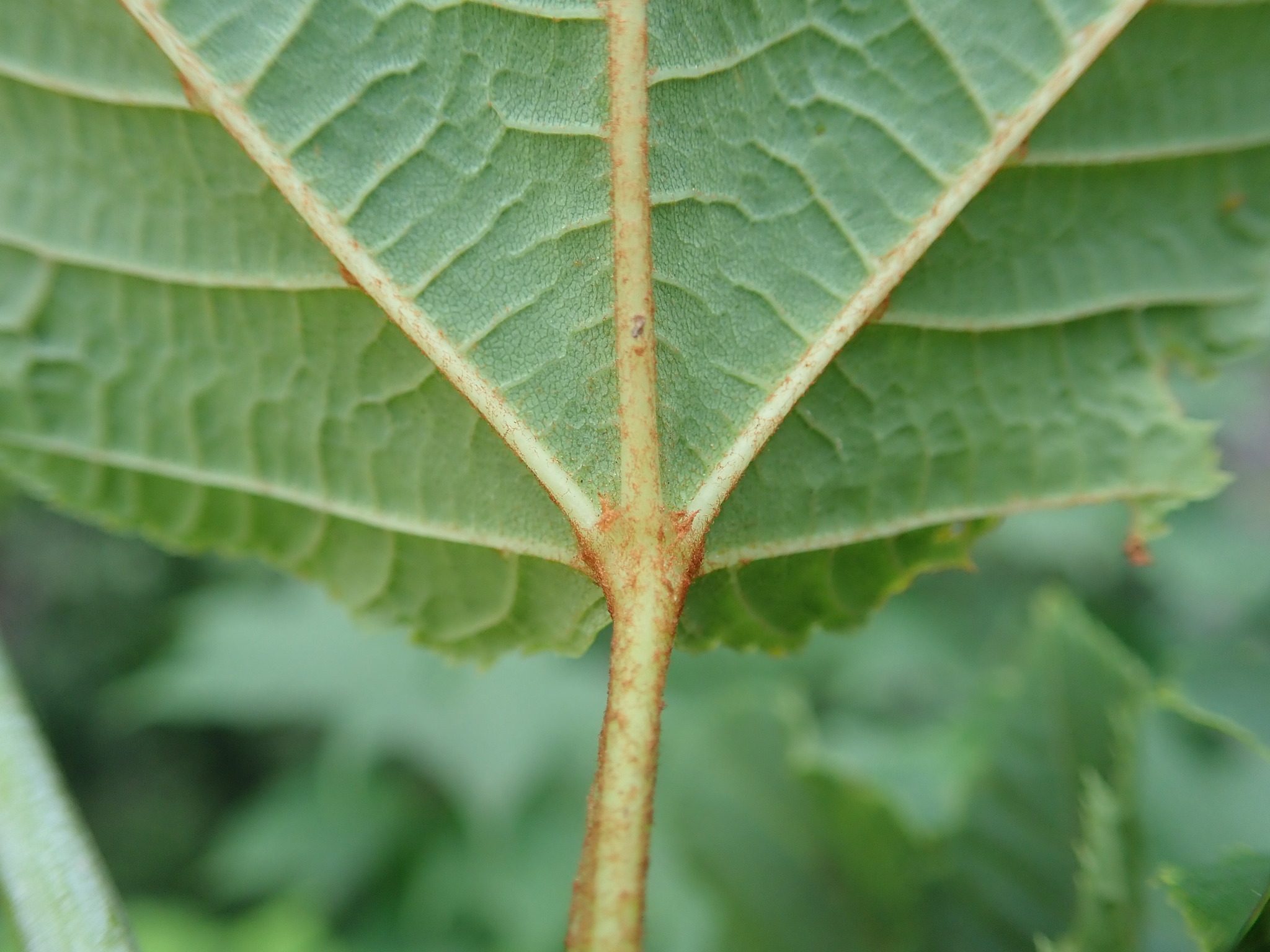 Acer rufinerve
