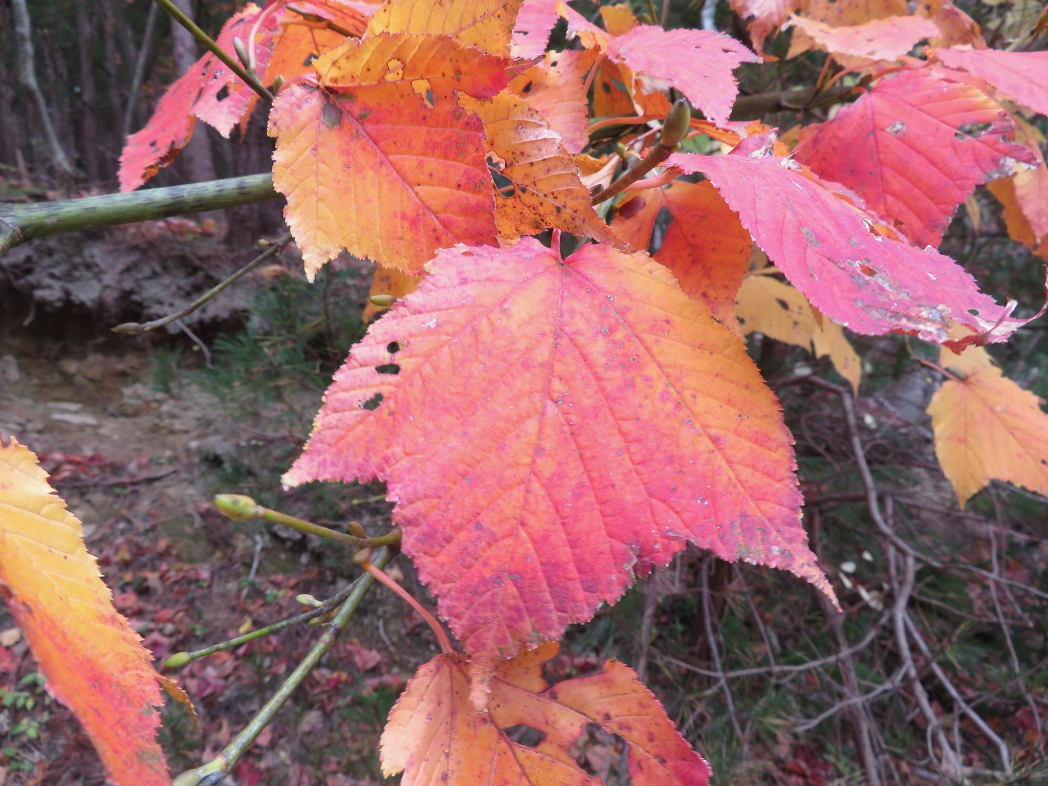 Acer rufinerve