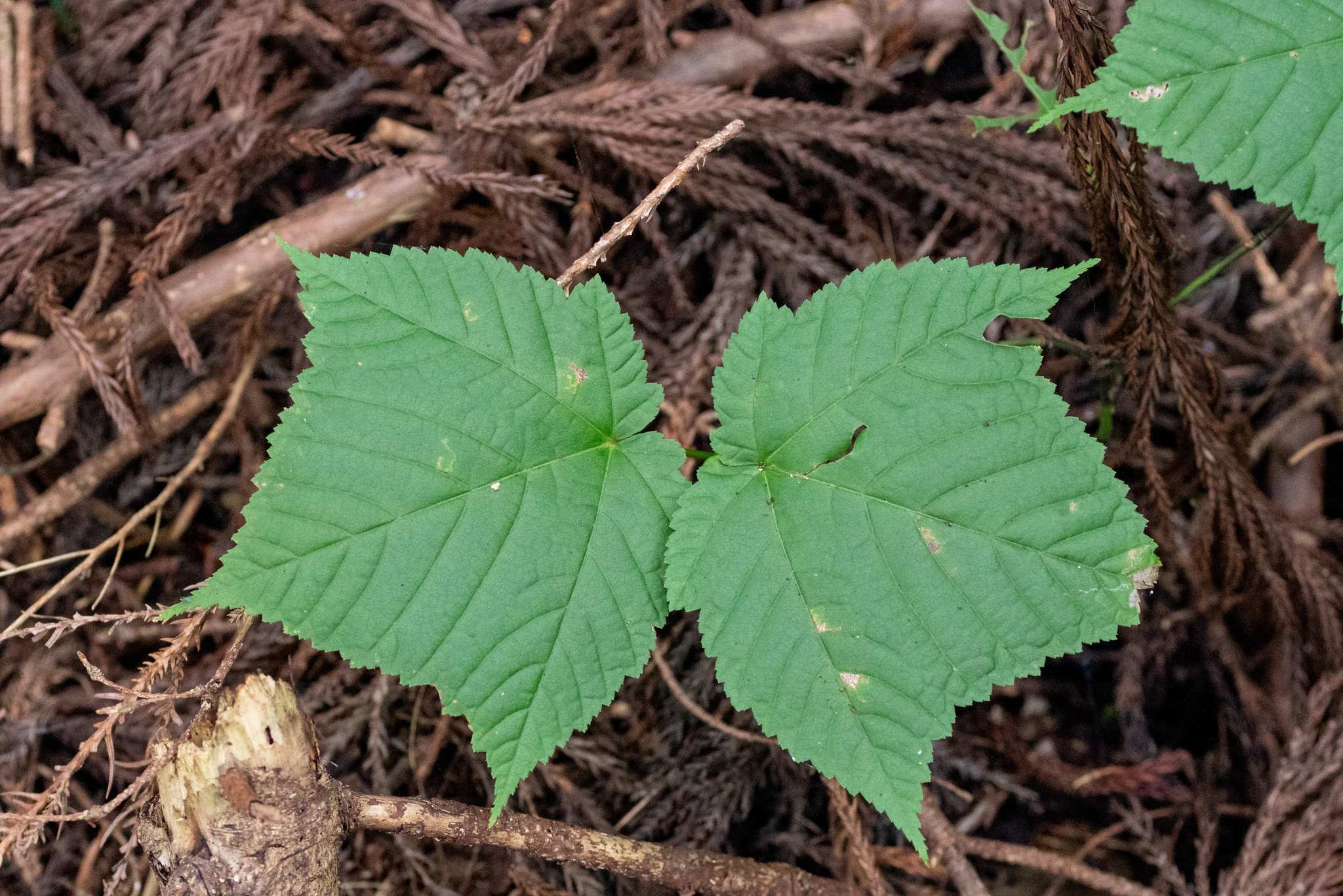 Acer rufinerve