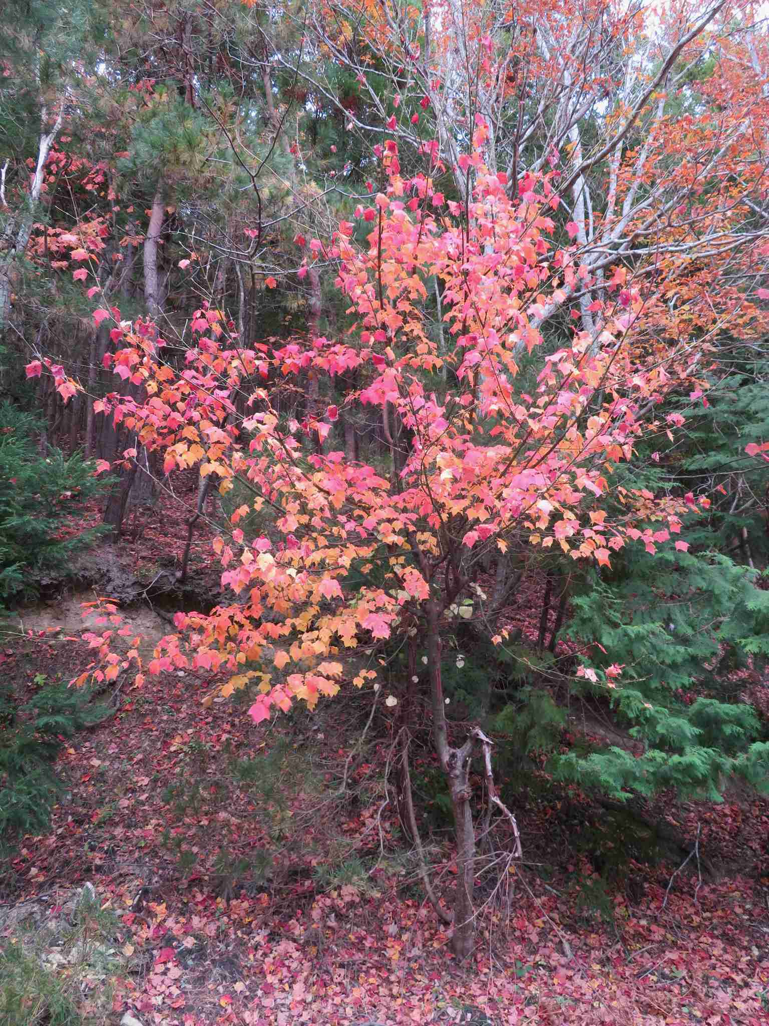 Acer rufinerve