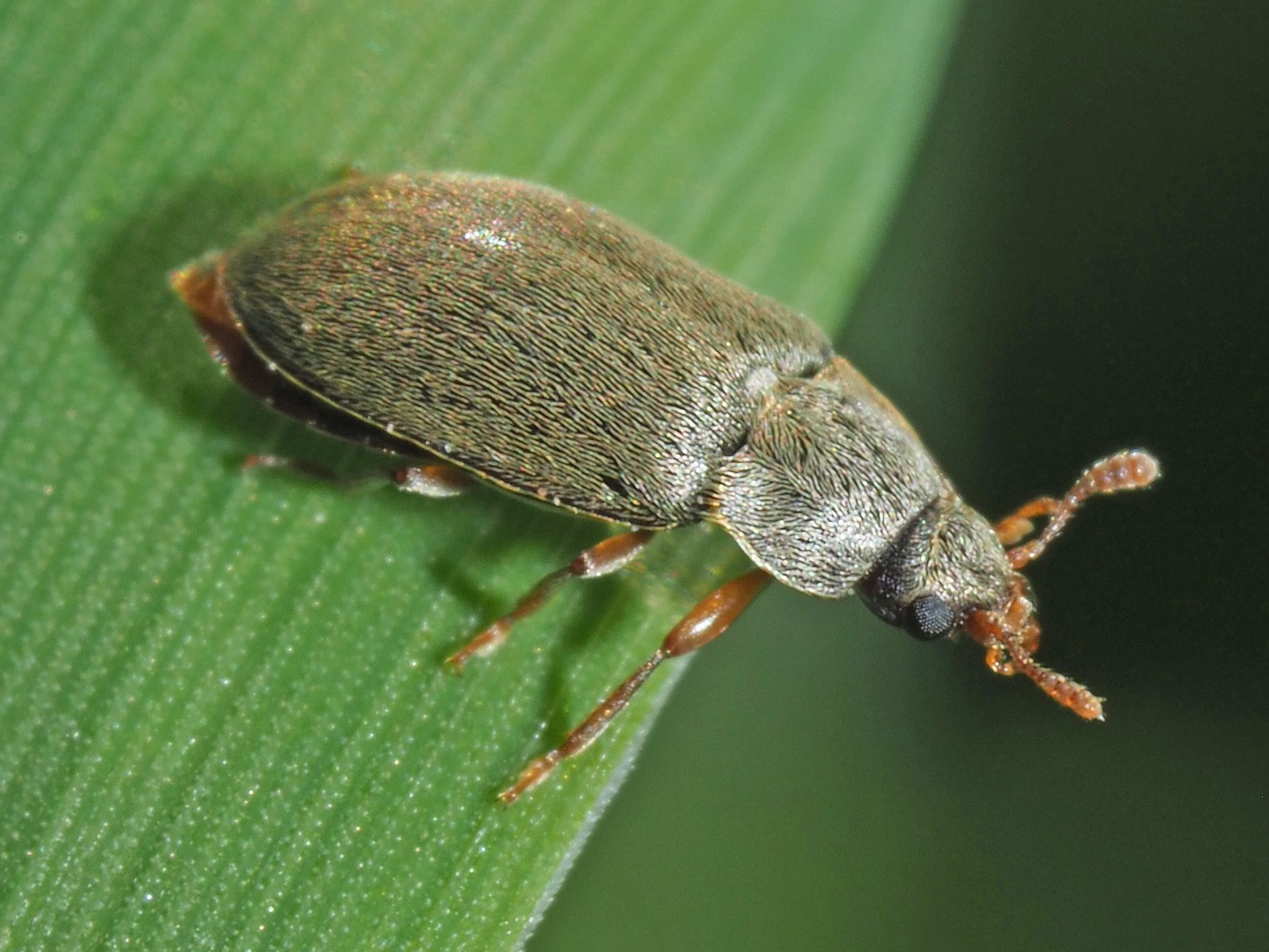Byturus tomentosus