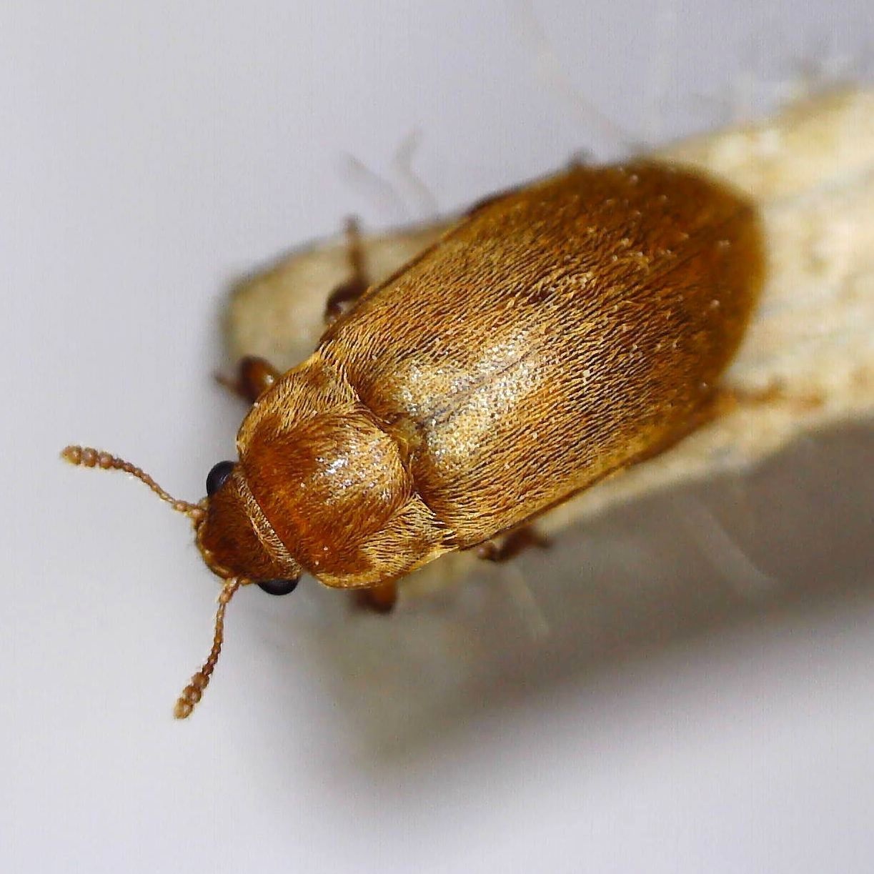 Byturus tomentosus