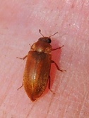 Byturus tomentosus