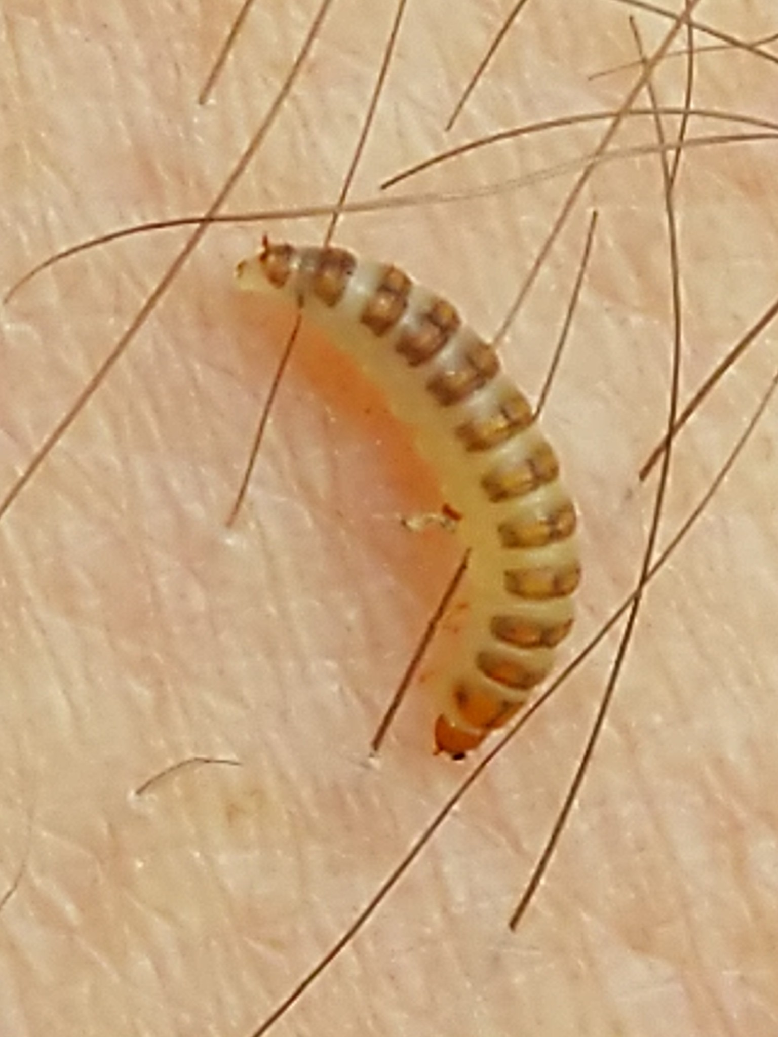Byturus tomentosus