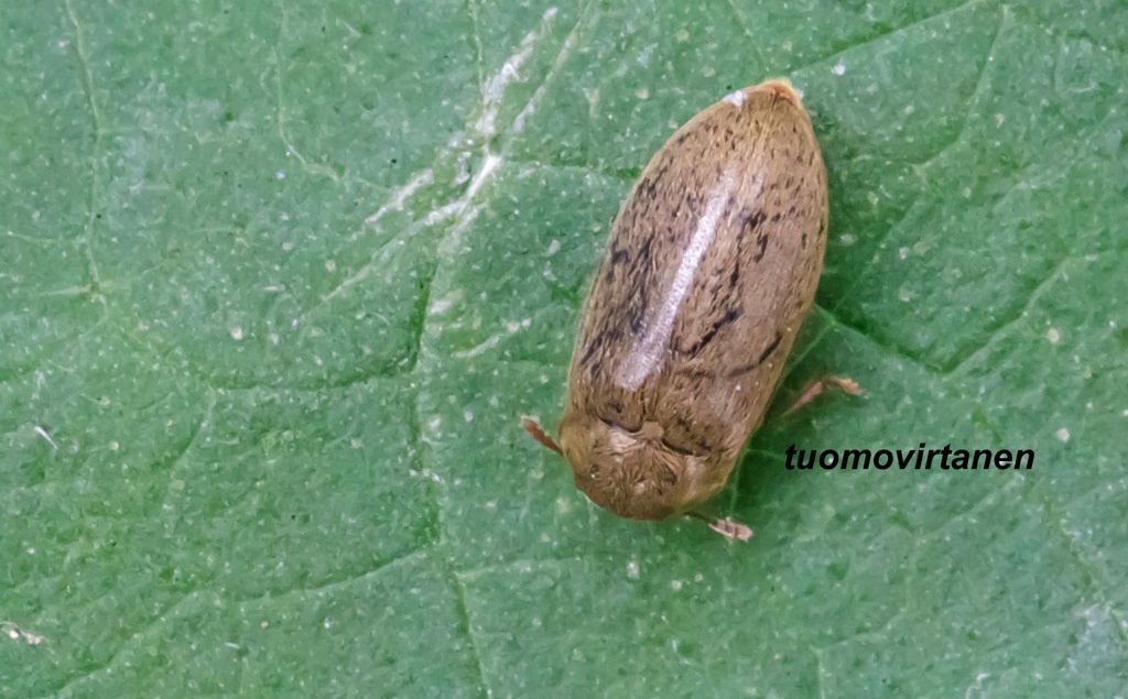 Byturus tomentosus