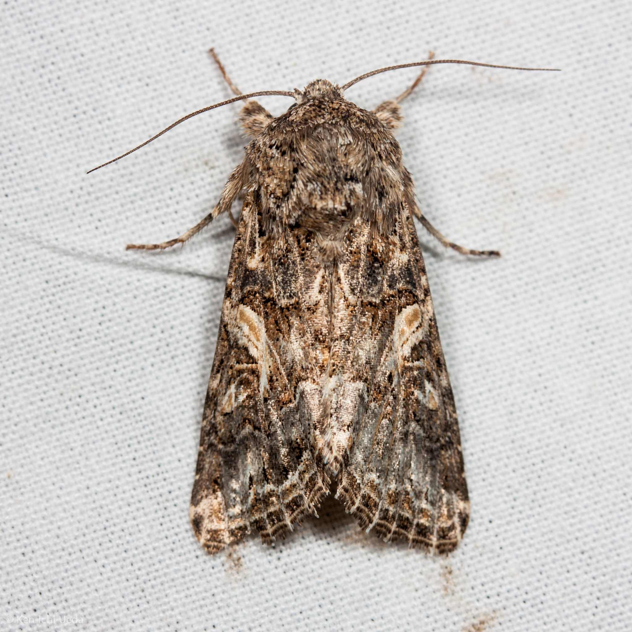 Spodoptera praefica