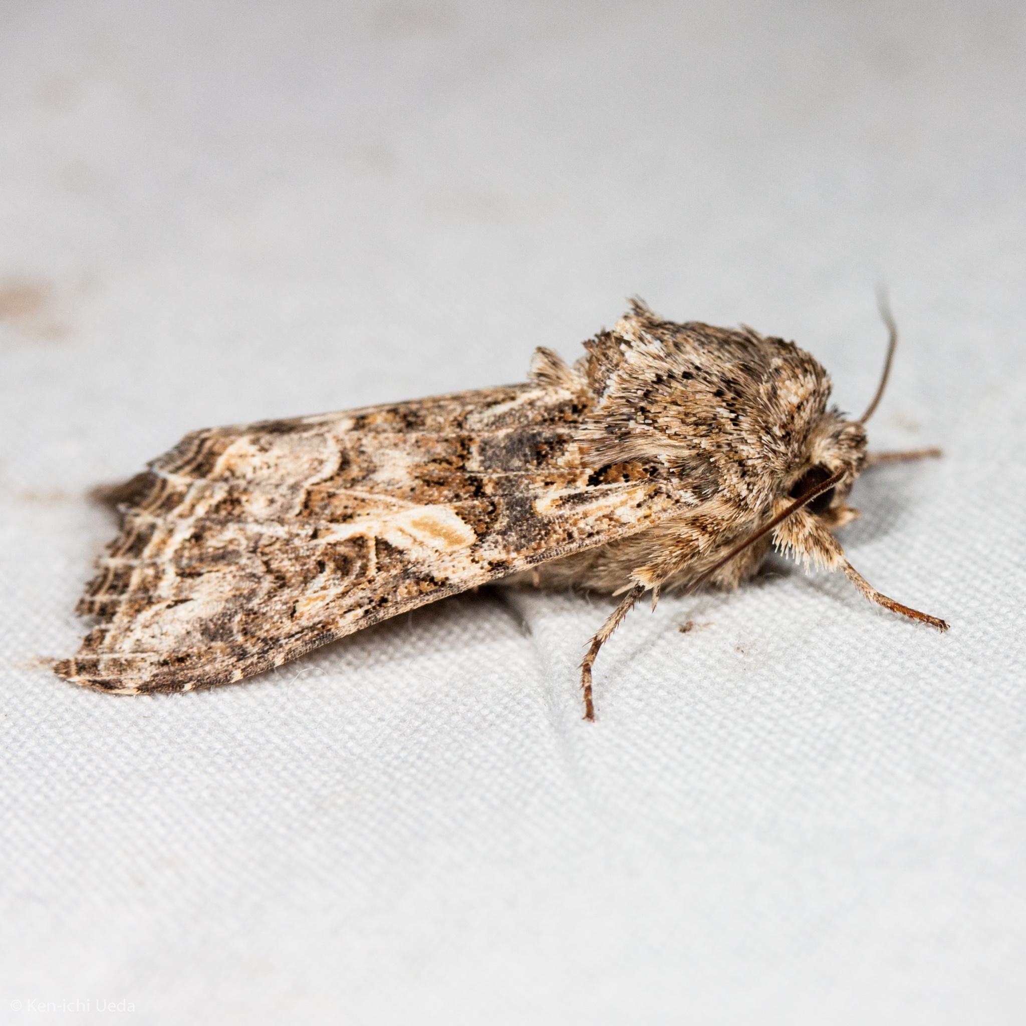 Spodoptera praefica