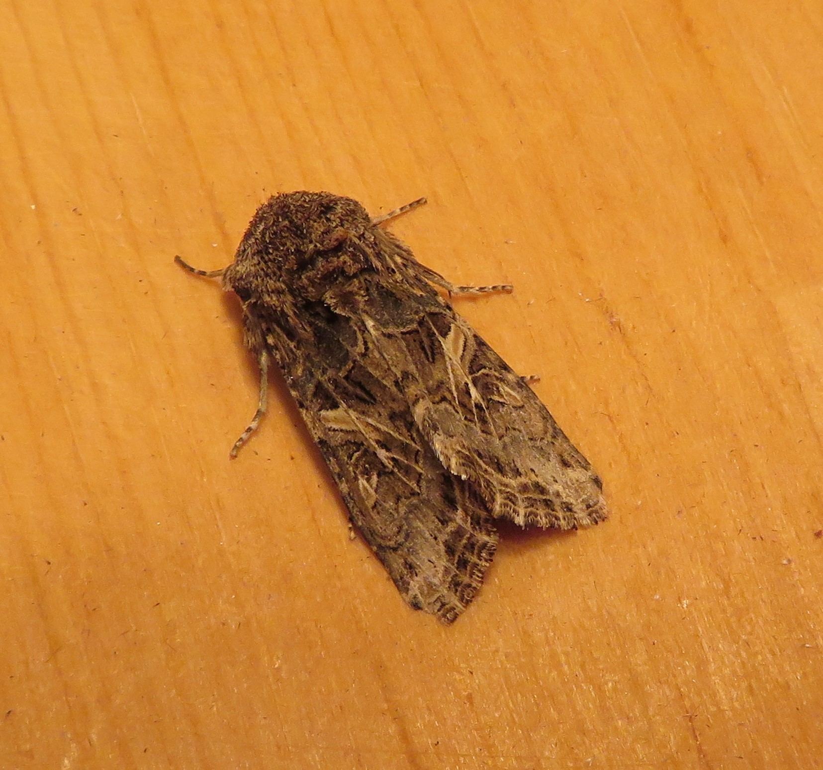 Spodoptera praefica
