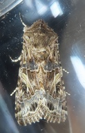 Spodoptera praefica
