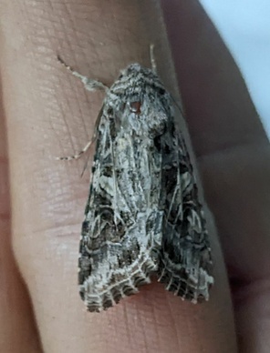 Spodoptera praefica