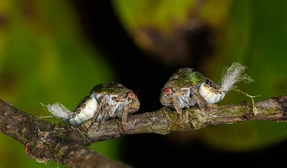 Acanalonia conica