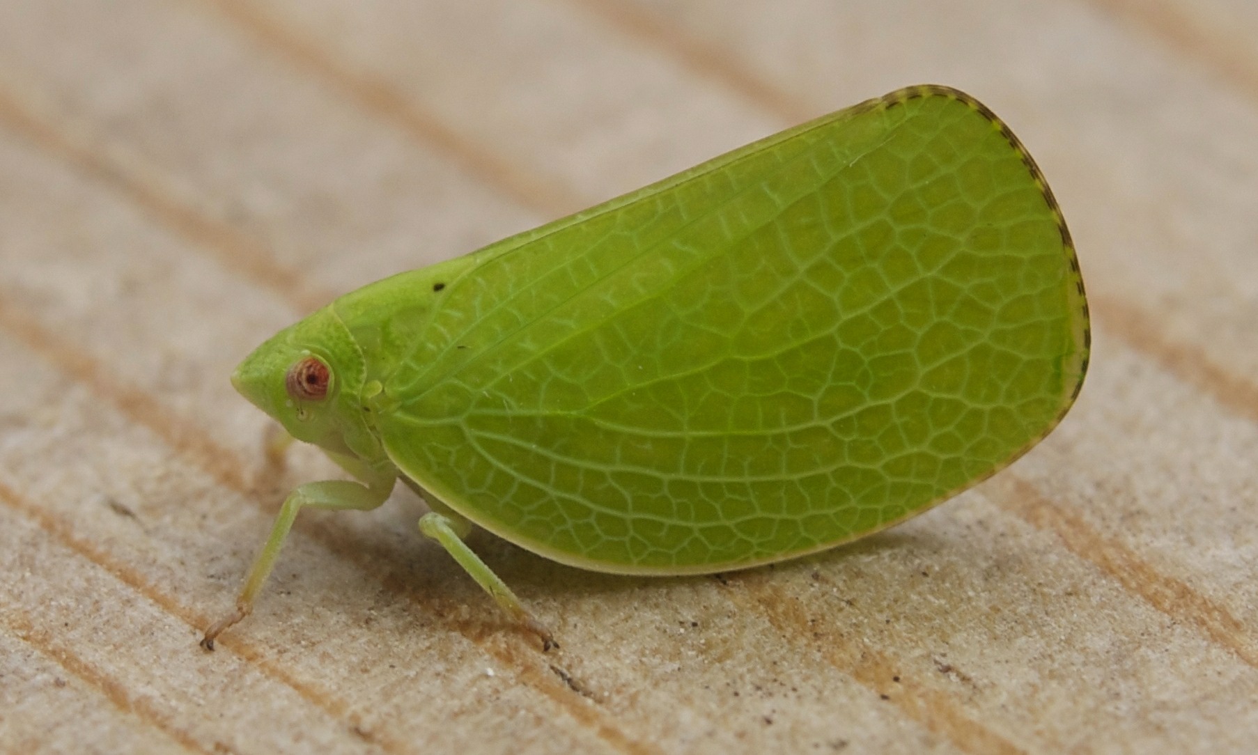 Acanalonia conica