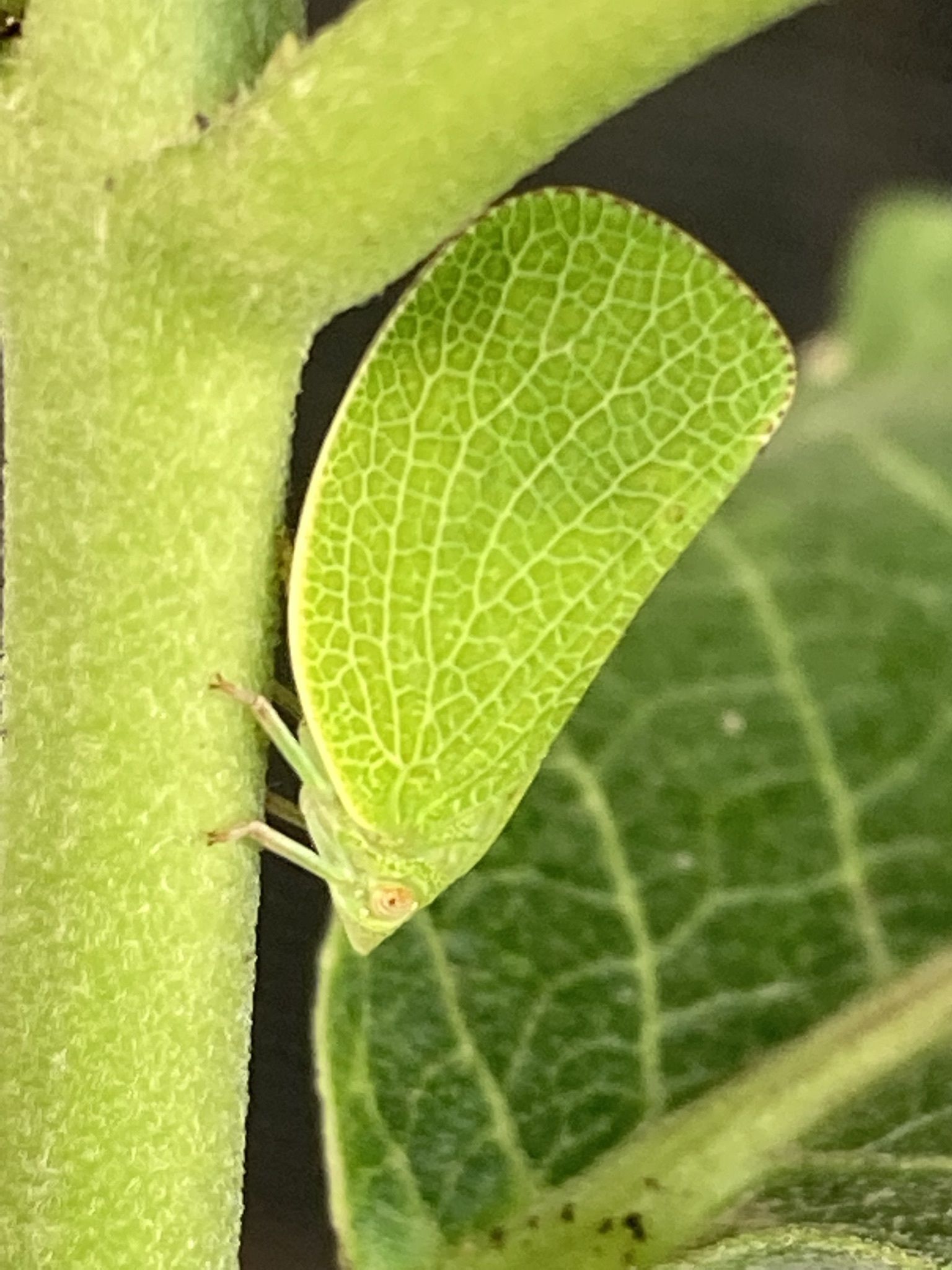 Acanalonia conica