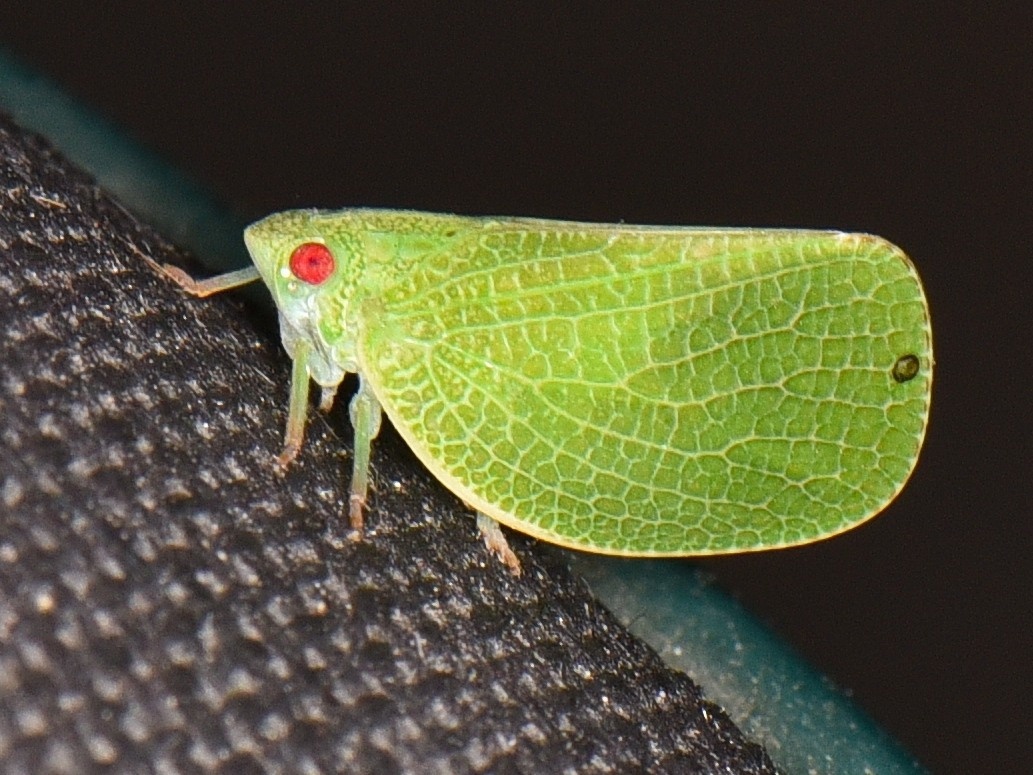 Acanalonia conica