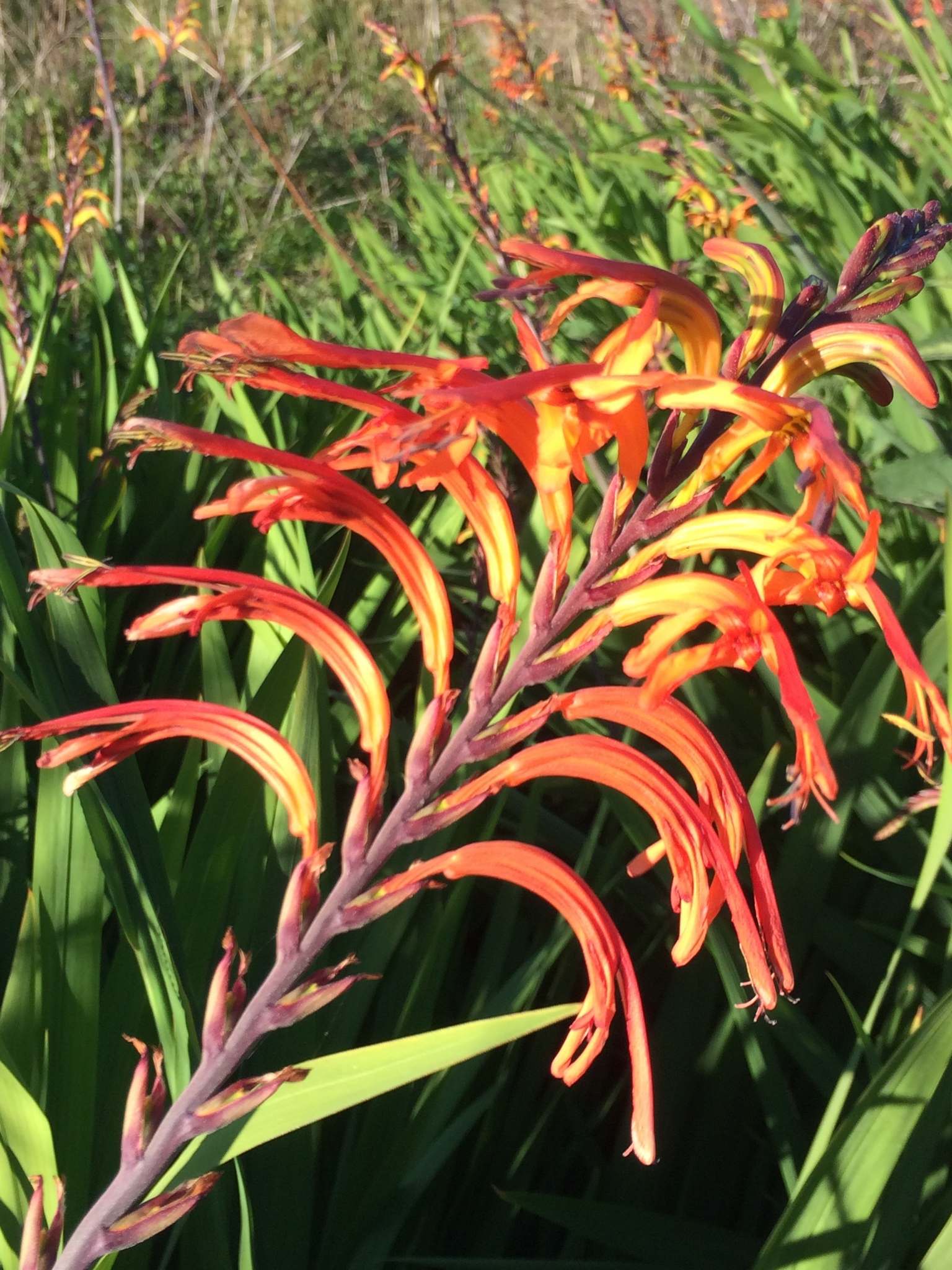 Chasmanthe floribunda