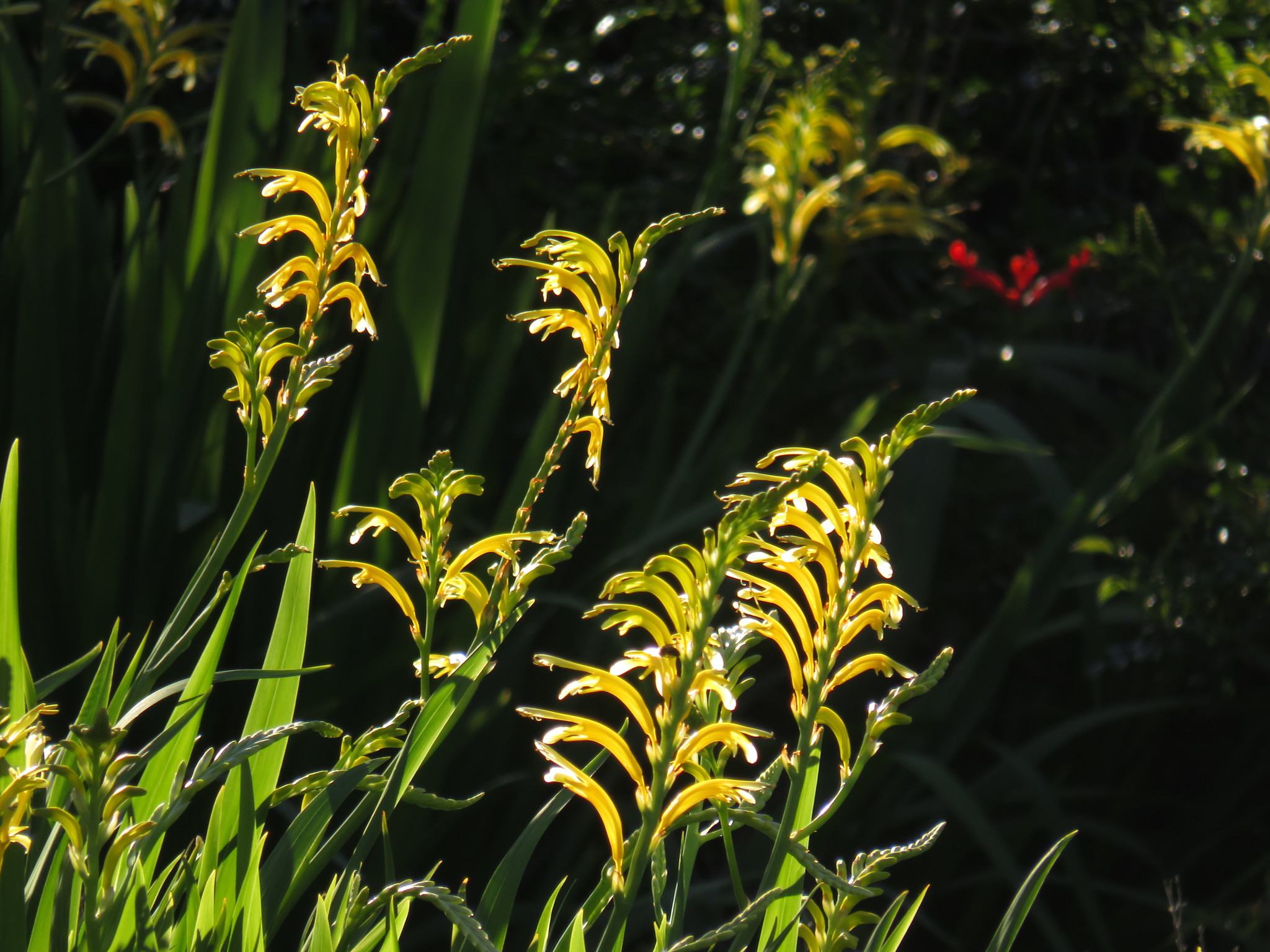 Chasmanthe floribunda