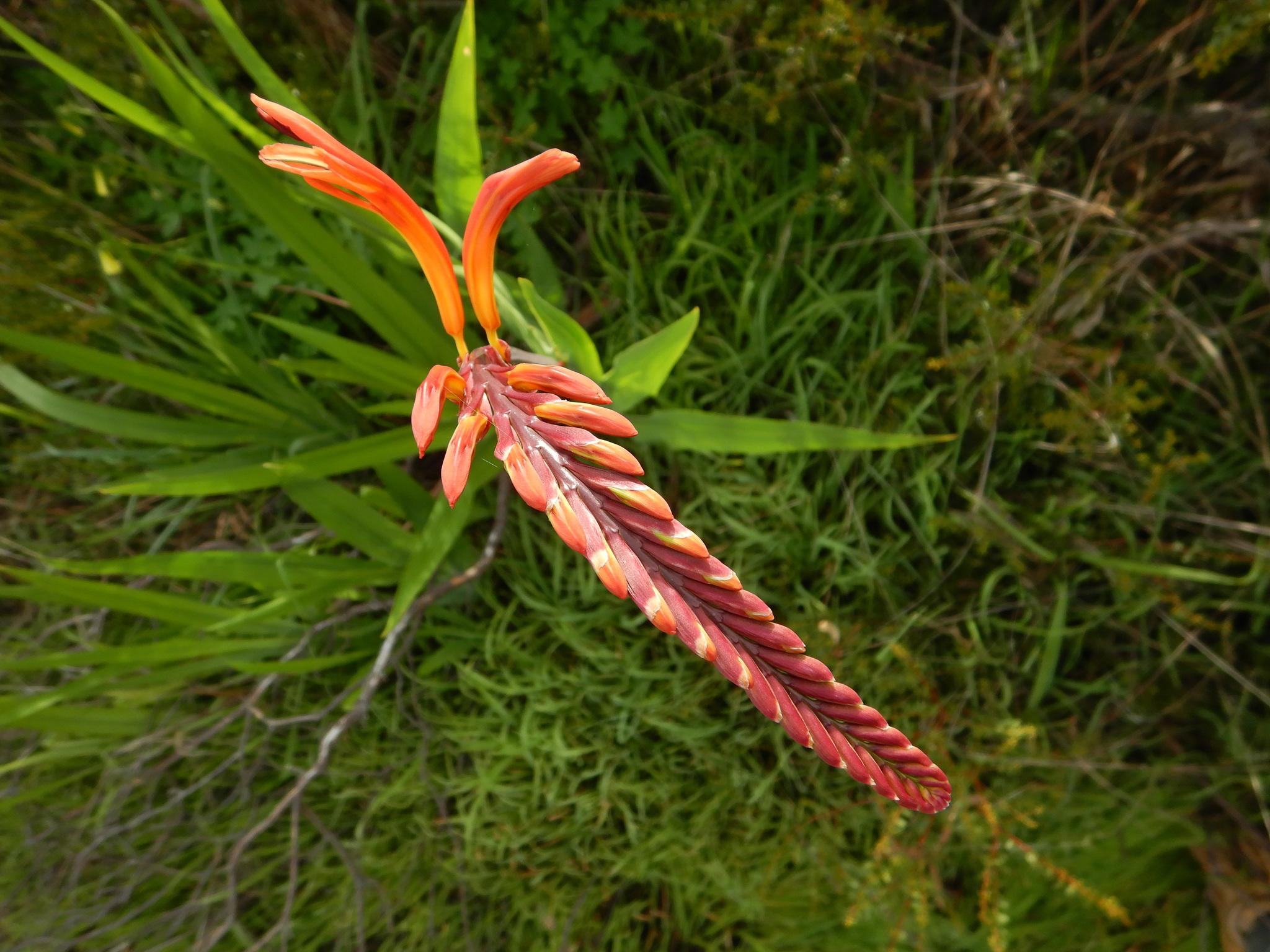 Chasmanthe floribunda