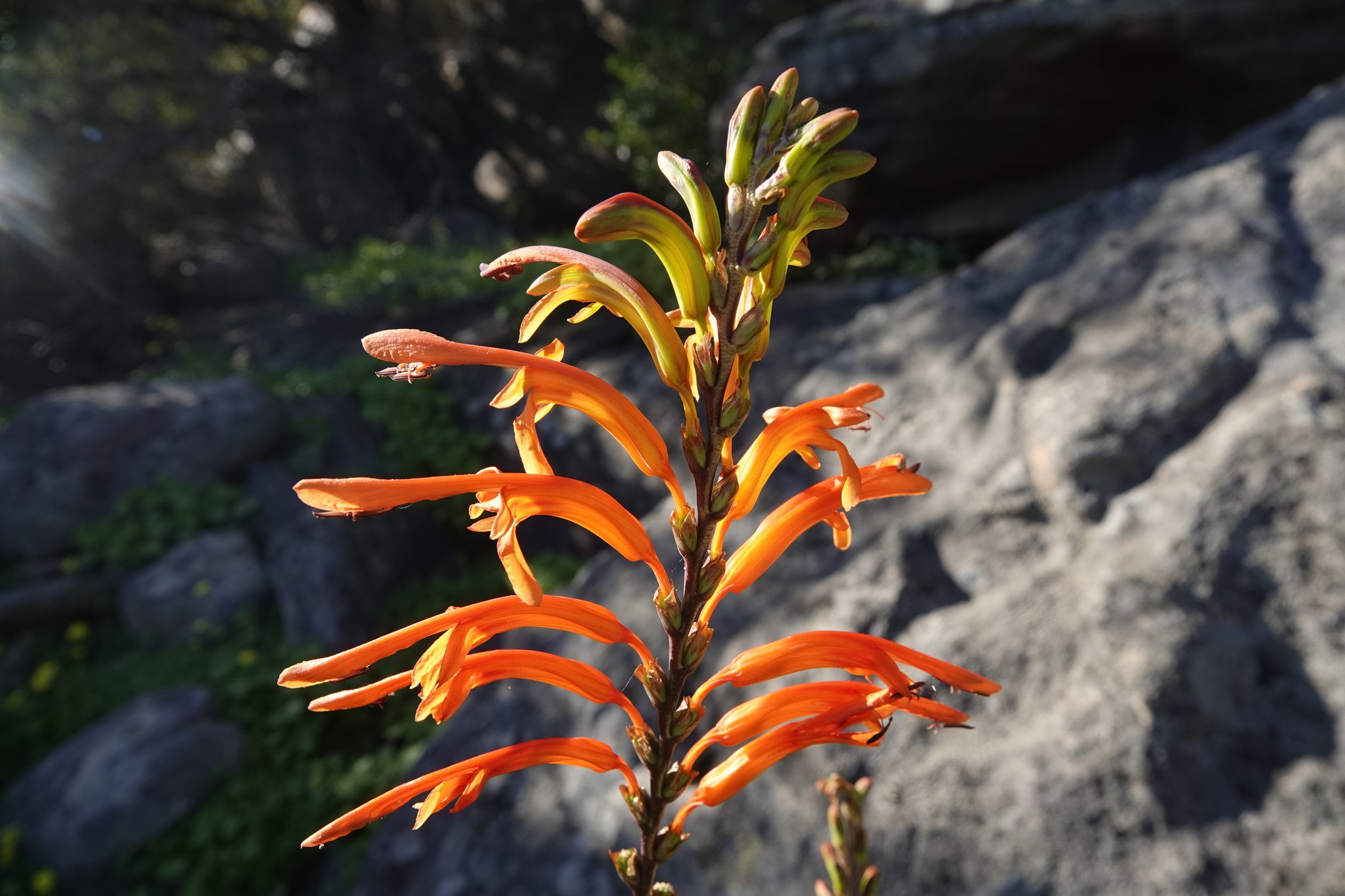 Chasmanthe floribunda