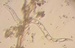 Litylenchus crenatae mccannii
