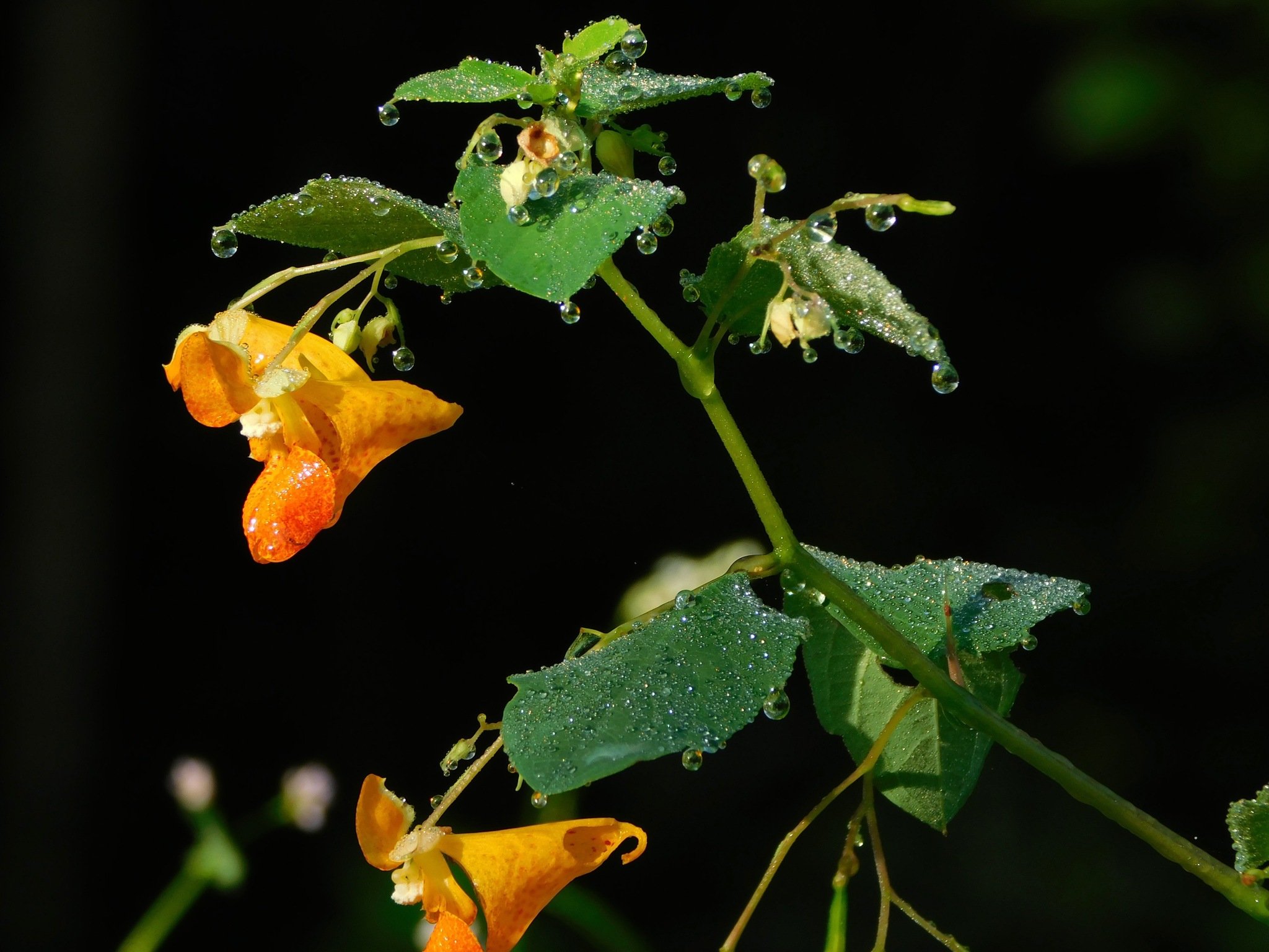 Impatiens capensis