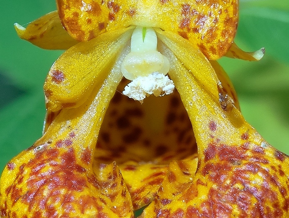 Impatiens capensis