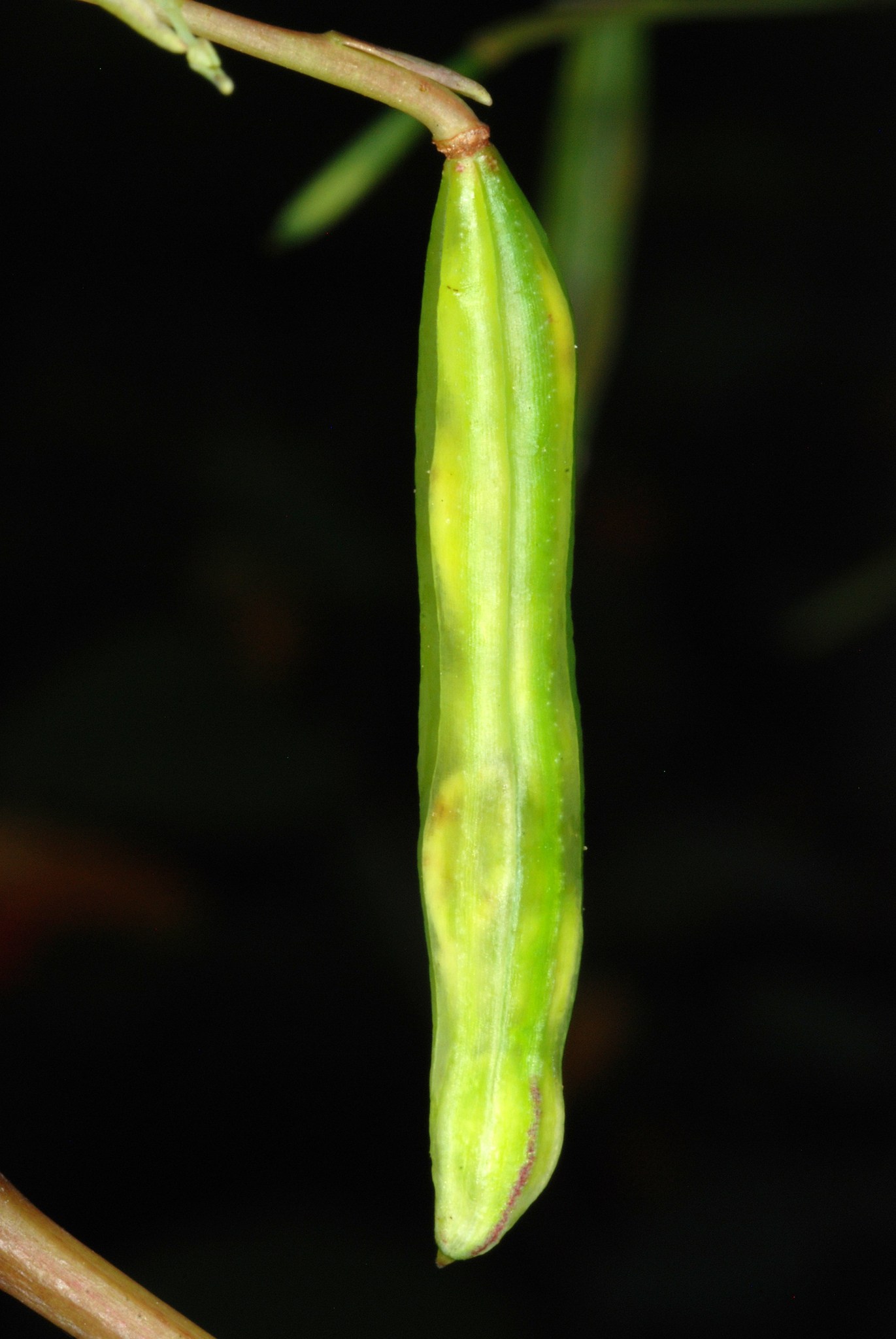 Impatiens capensis