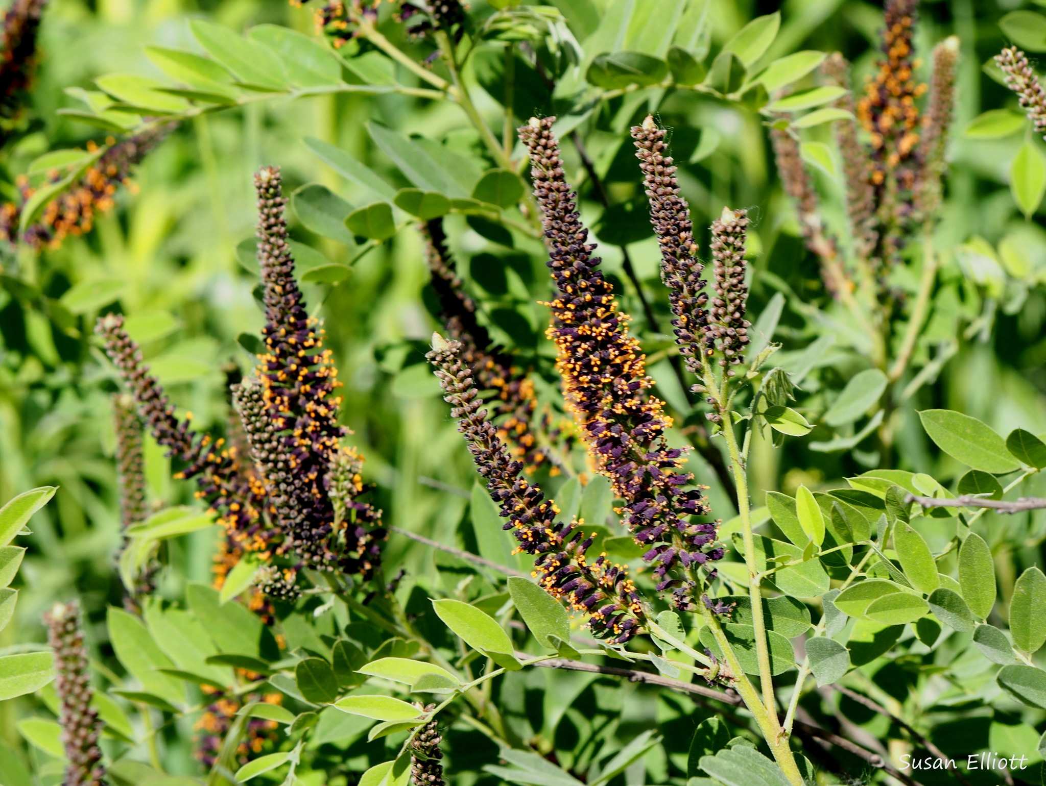 Amorpha fruticosa