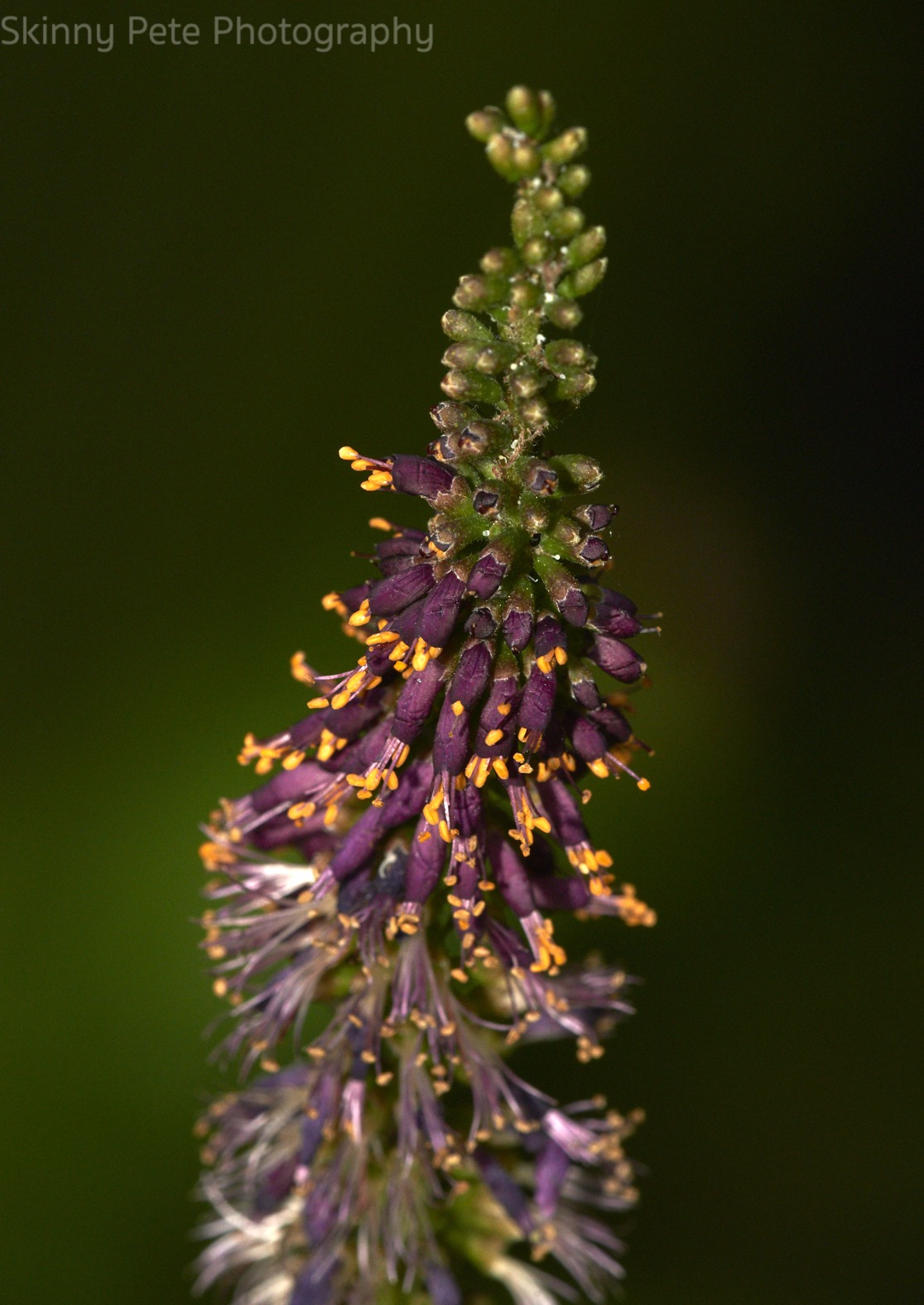 Amorpha fruticosa