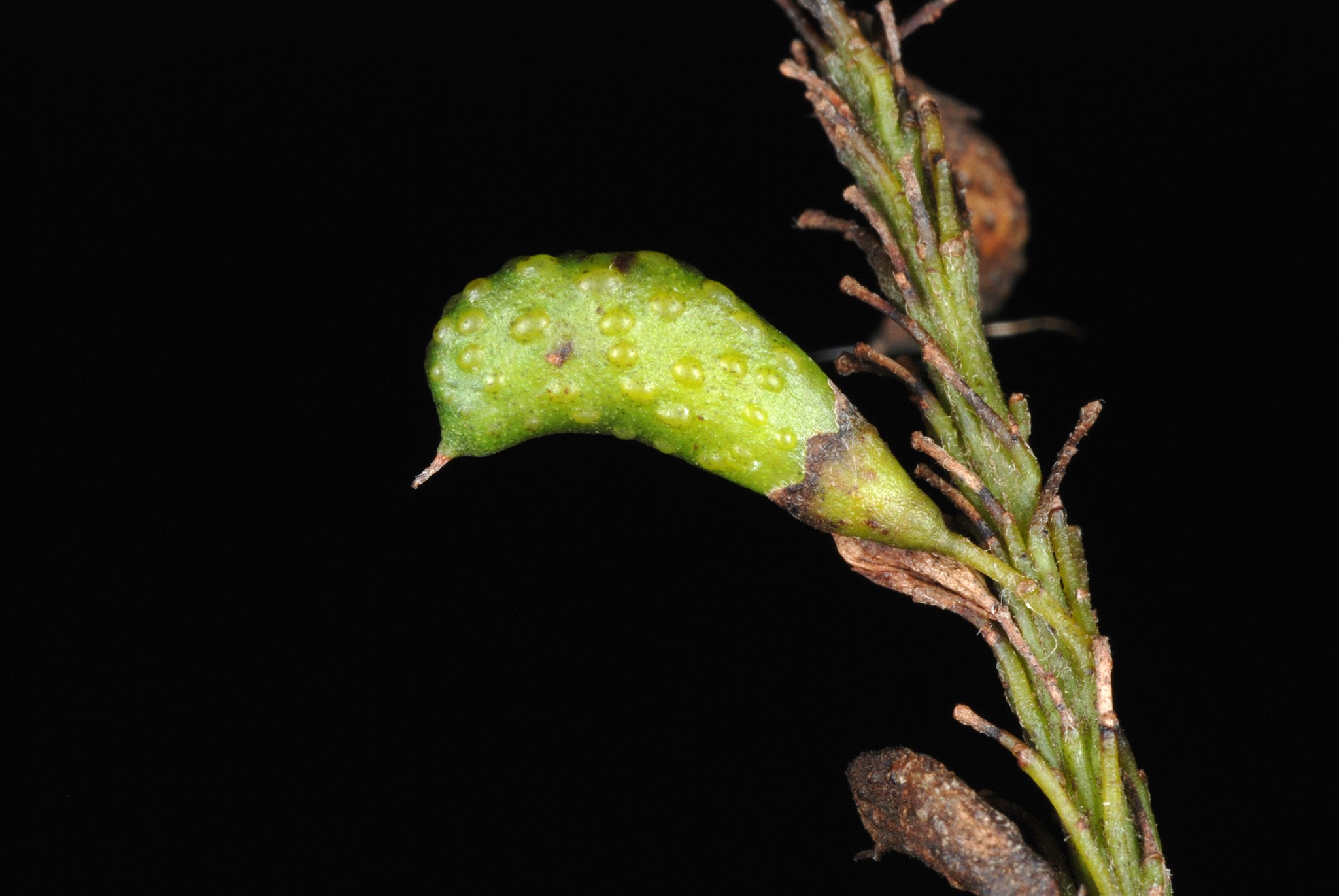 Amorpha fruticosa