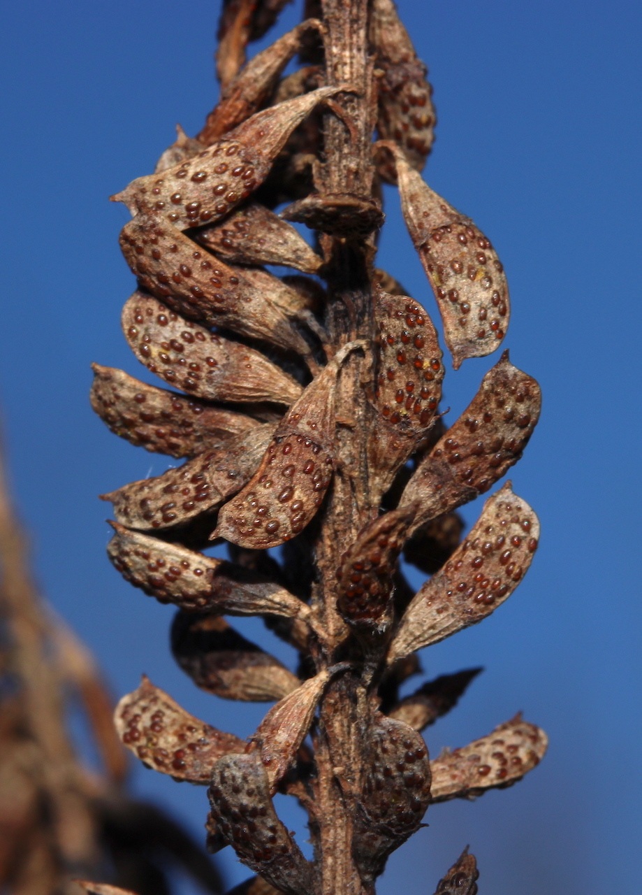 Amorpha fruticosa
