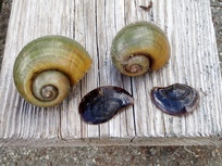Pomacea maculata