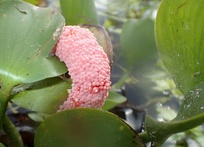 Pomacea maculata