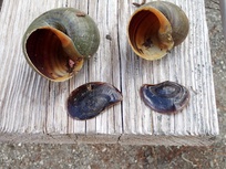 Pomacea maculata