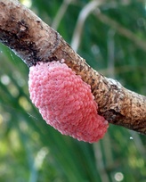 Pomacea maculata