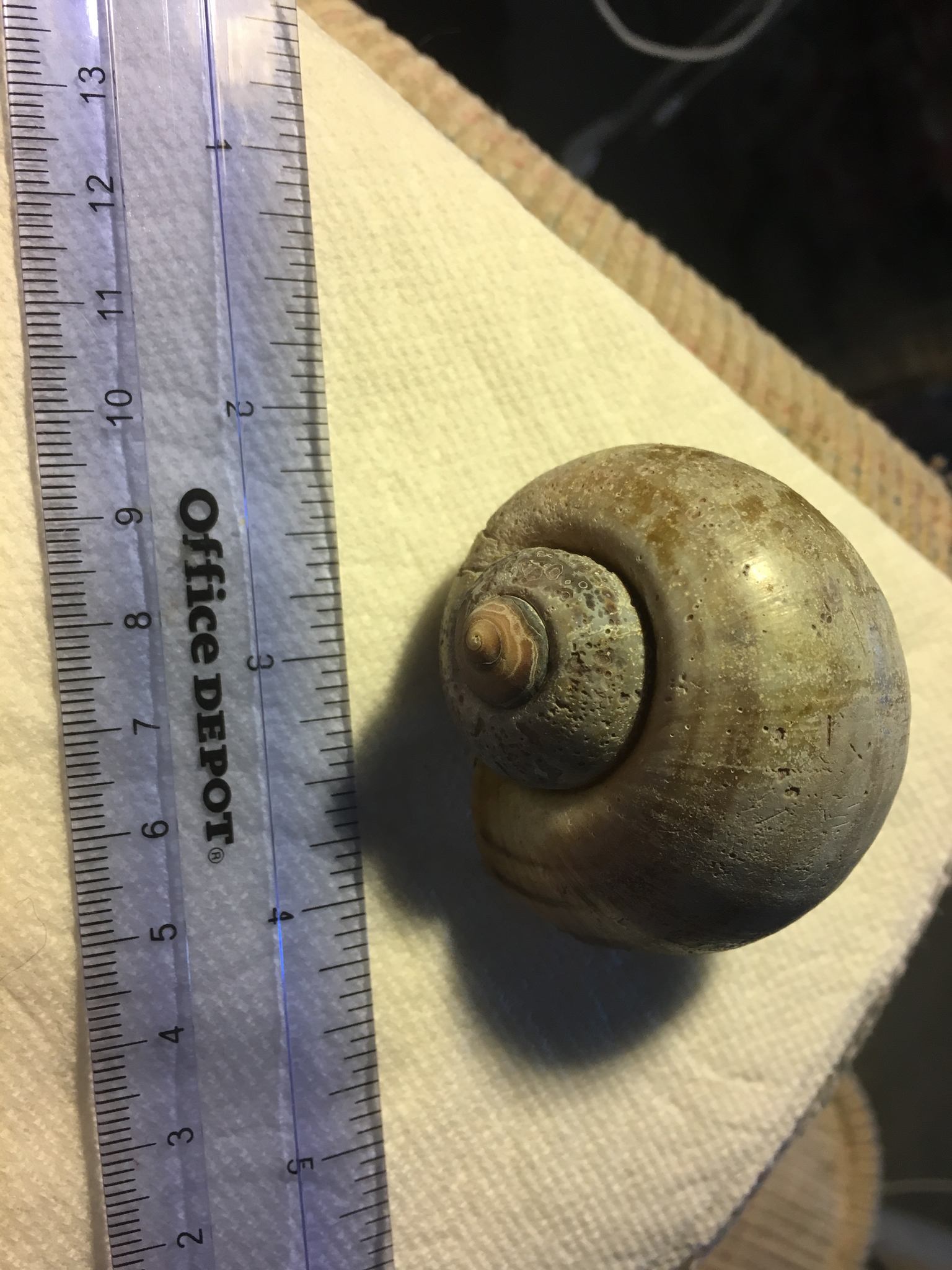 Pomacea maculata