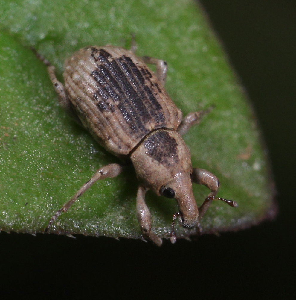 Lissorhoptrus oryzophilus