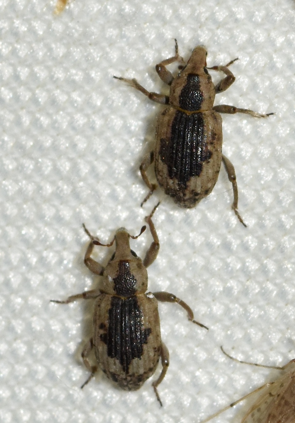 Lissorhoptrus oryzophilus