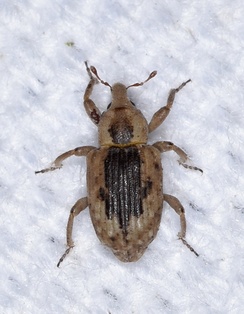 Lissorhoptrus oryzophilus