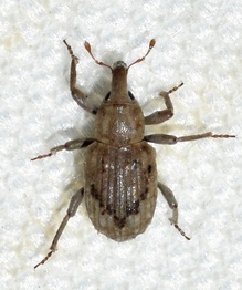 Lissorhoptrus oryzophilus