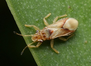 Thaumastocoris peregrinus