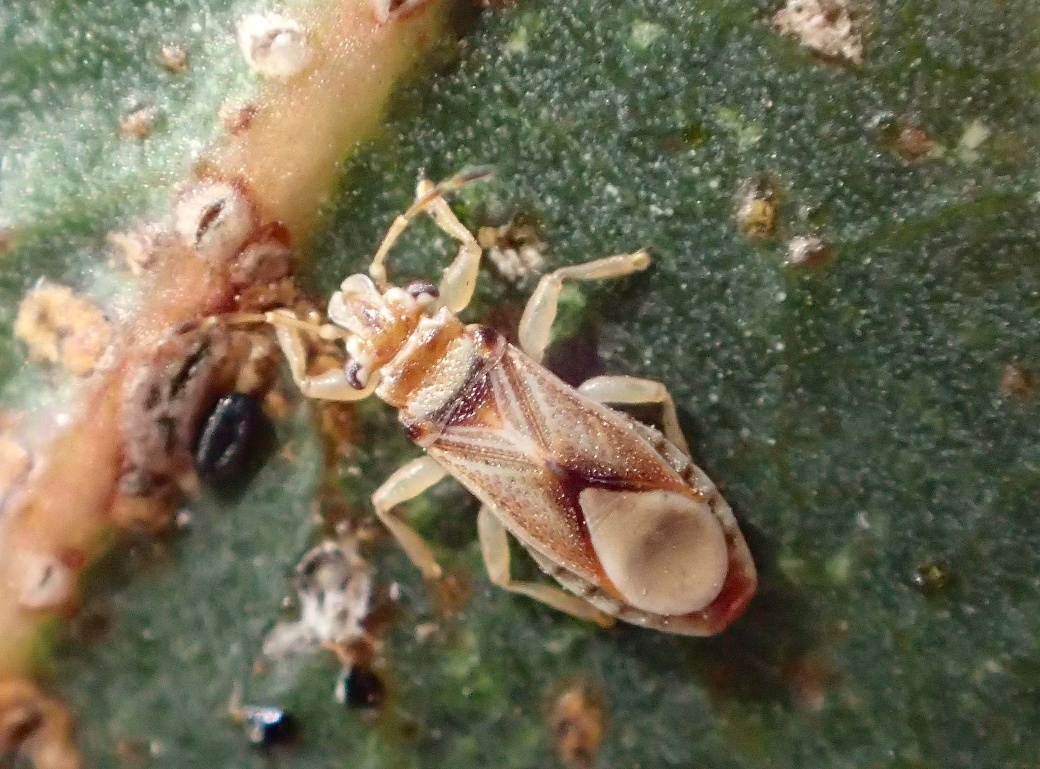 Thaumastocoris peregrinus