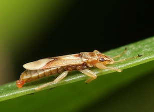 Thaumastocoris peregrinus