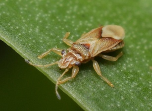 Thaumastocoris peregrinus