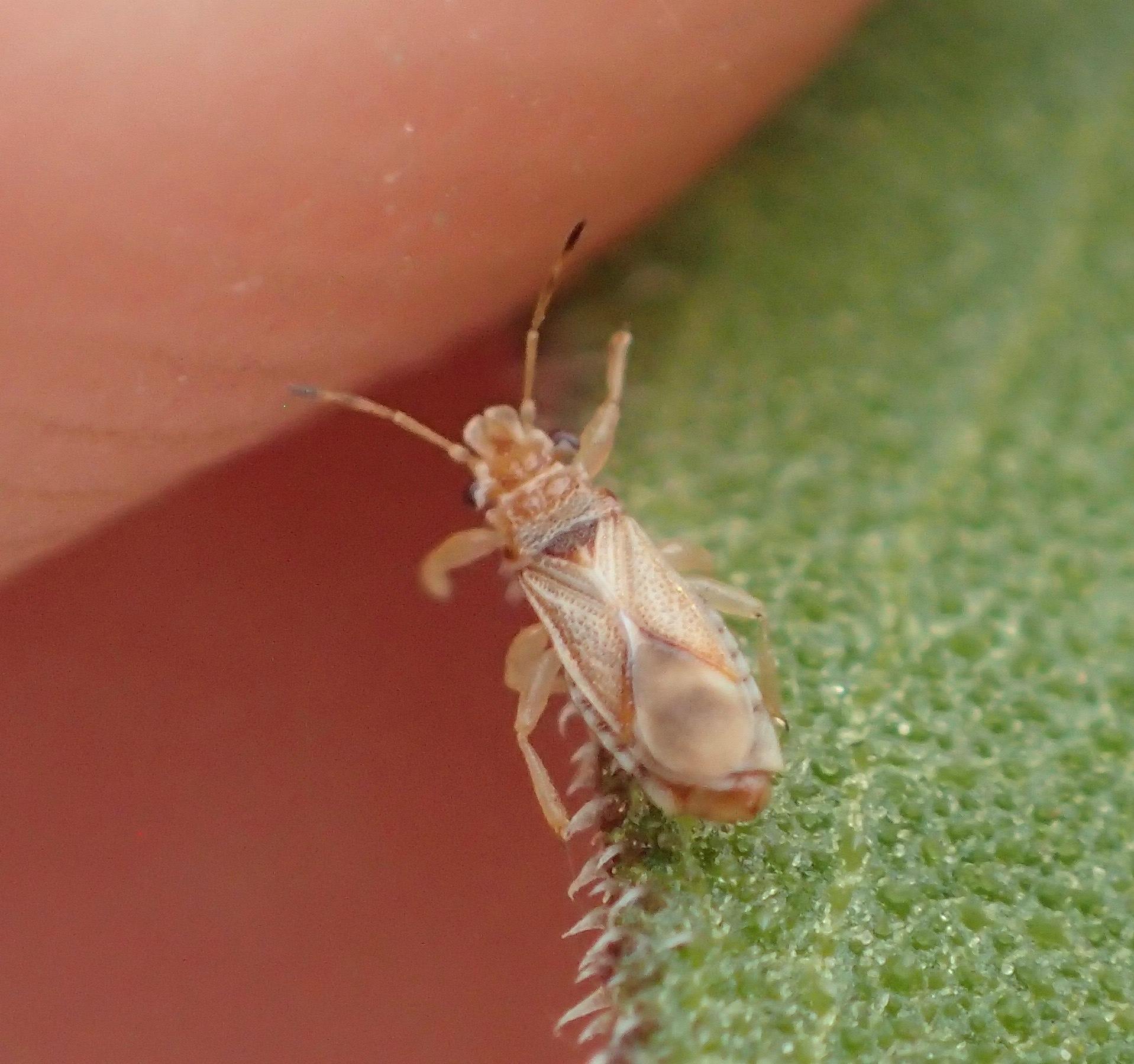 Thaumastocoris peregrinus
