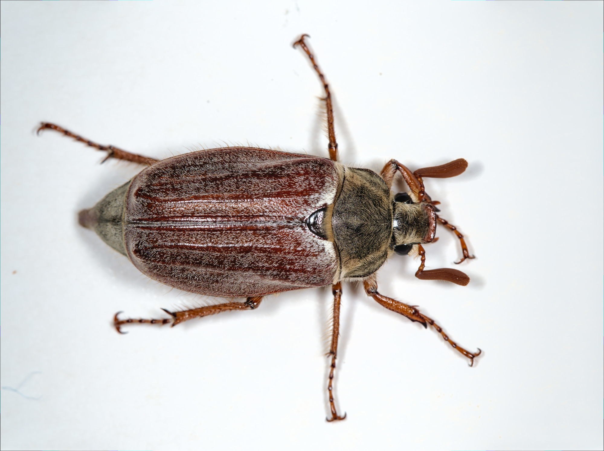 Melolontha melolontha