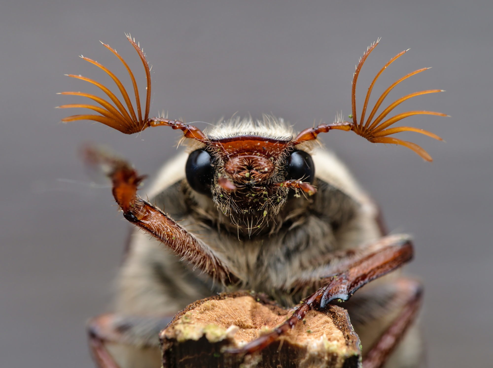 Melolontha melolontha