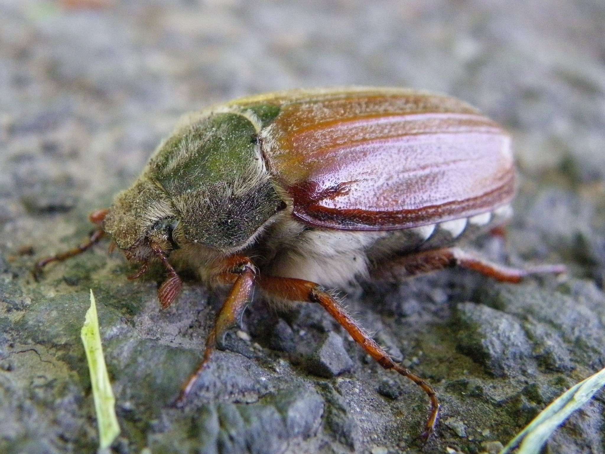Melolontha melolontha