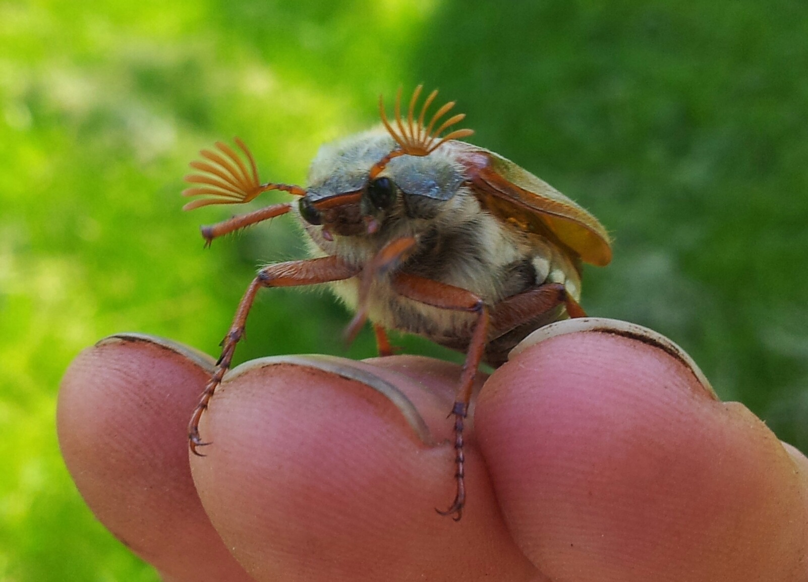 Melolontha melolontha