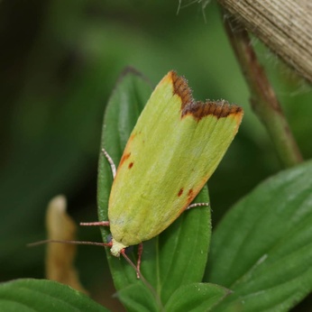 Earias cupreoviridis